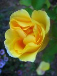 Blooms_of_a_yellow_rose